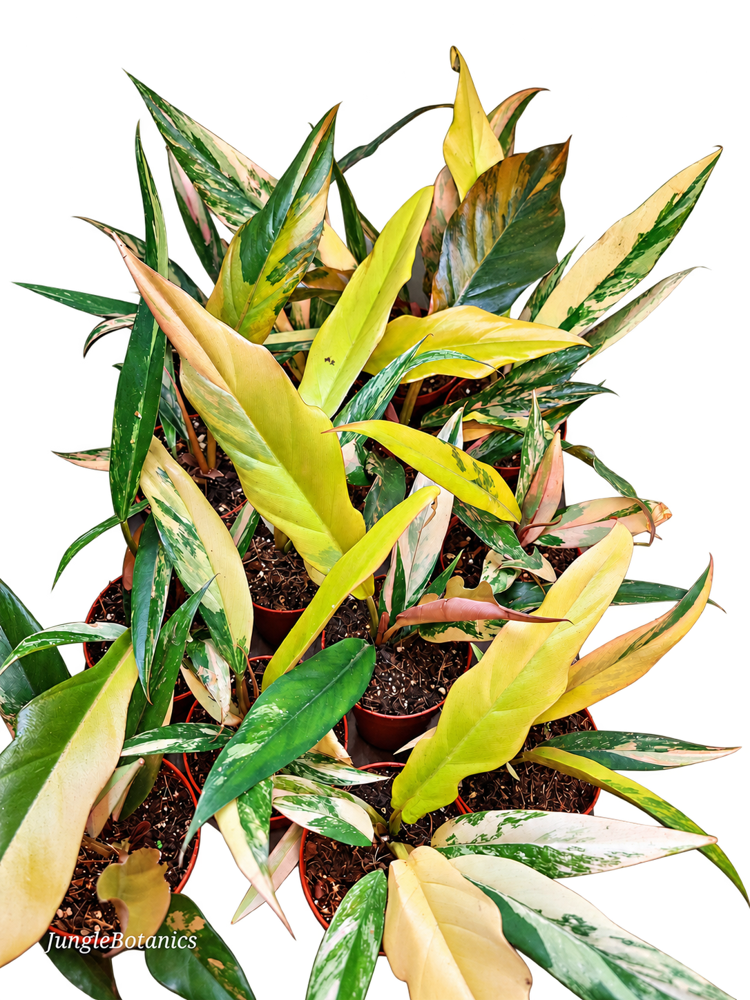 Philodendron Caramel Marble variegated plant
