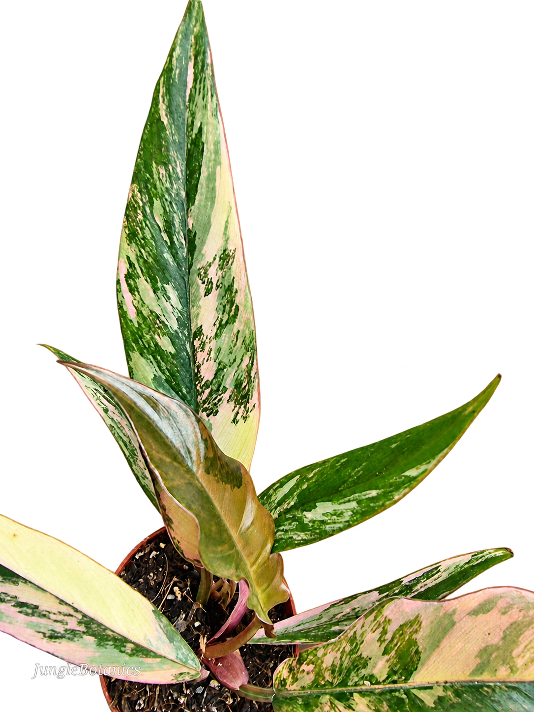 Philodendron Caramel Marble foliage
