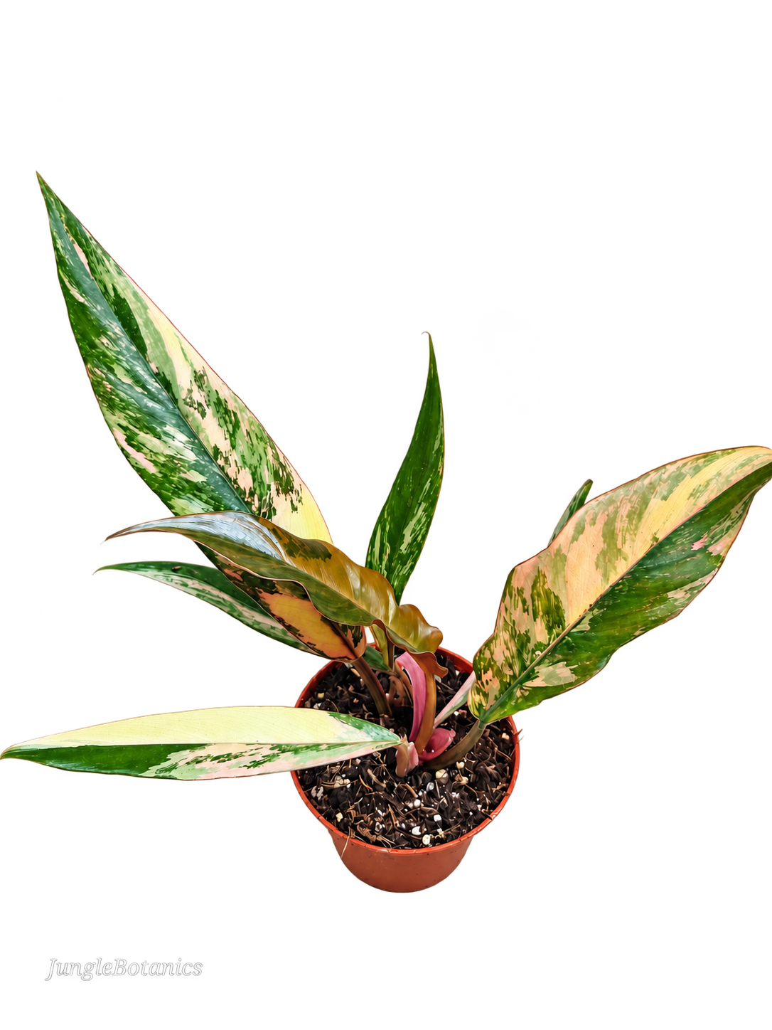 Philodendron Caramel Marble plant detail