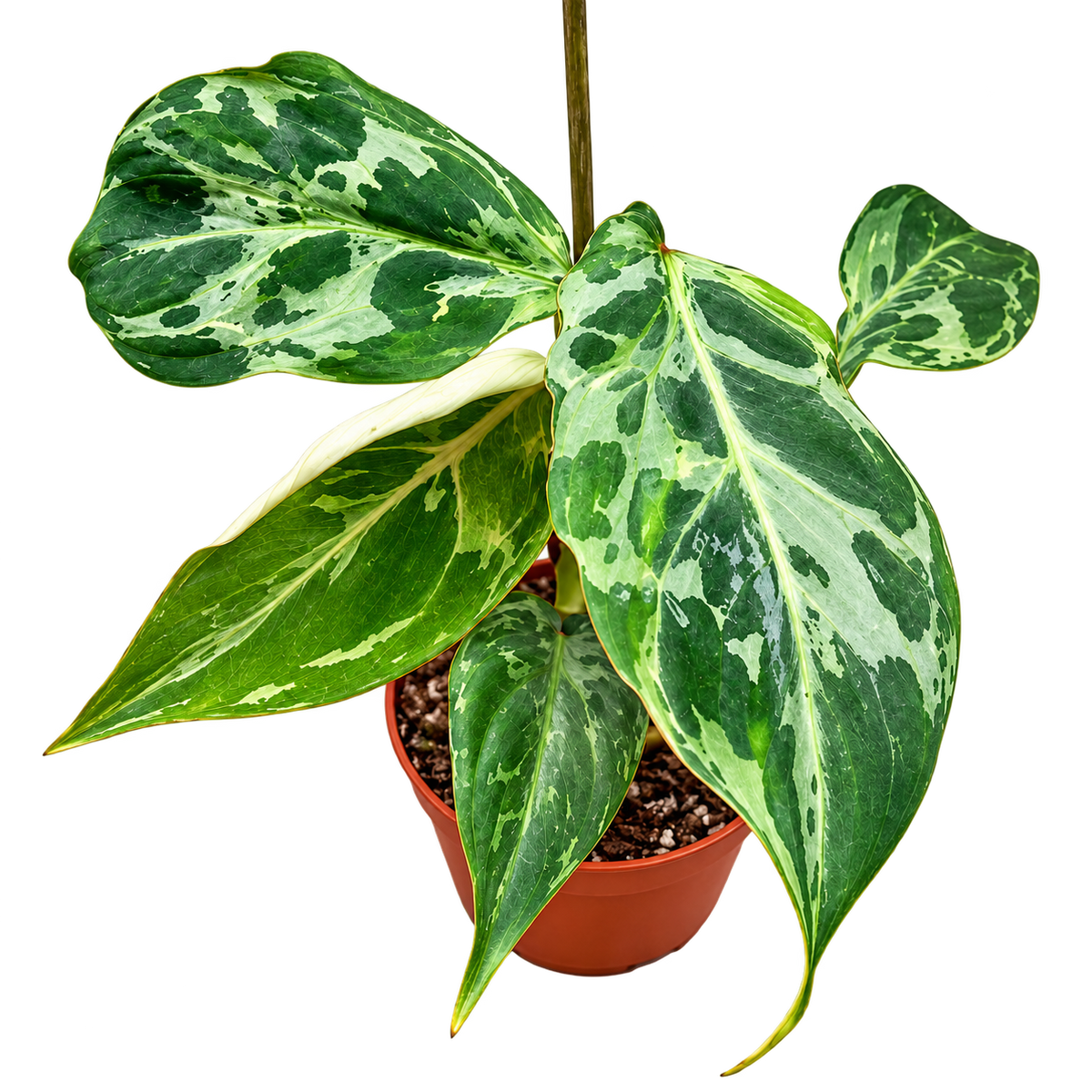 Philodendron Gloriosum Snow Leopard variegated collector plant