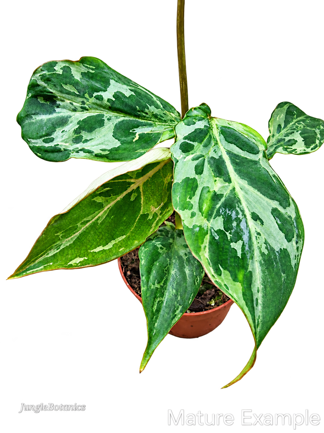Philodendron Gloriosum Snow Leopard variegated plant