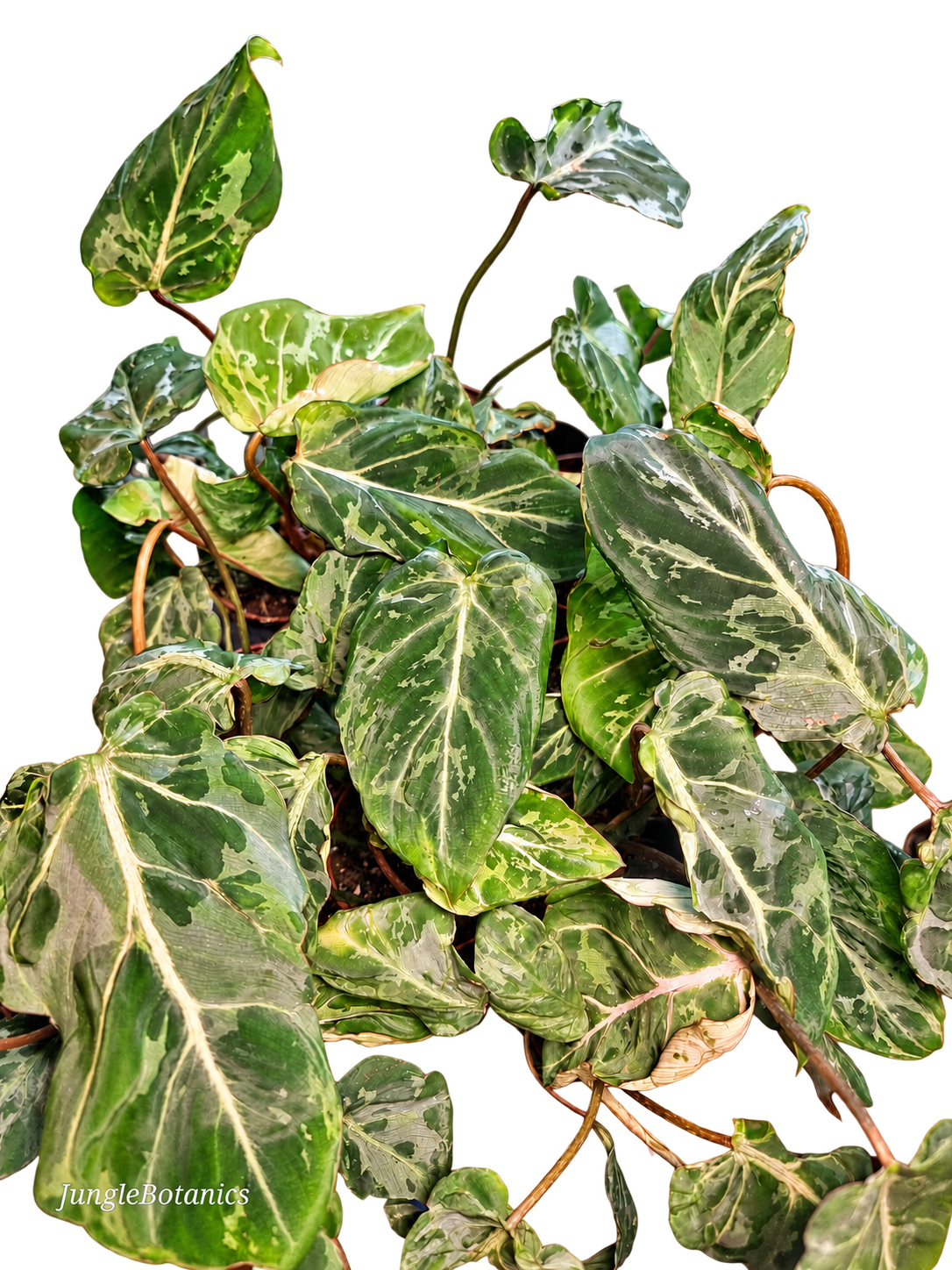 Philodendron Gloriosum Snow Leopard foliage