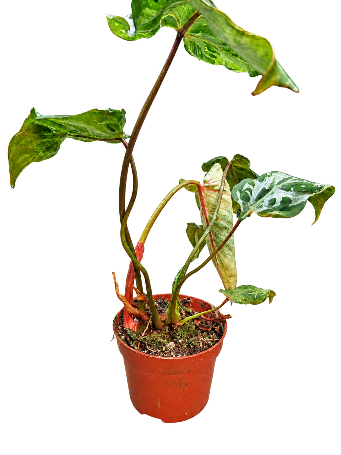 Philodendron Gloriosum Snow Leopard plant detail