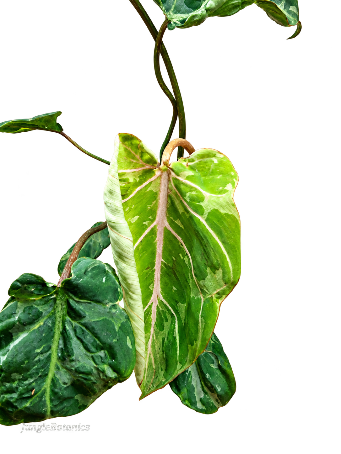 Philodendron Gloriosum Snow Leopard leaf detail
