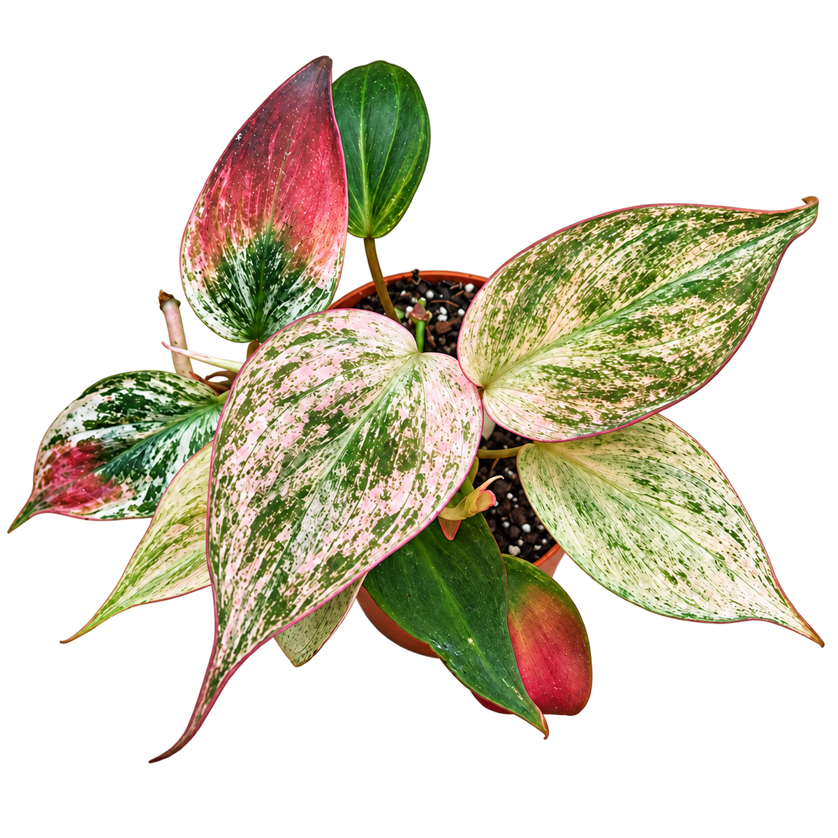 Philodendron Micans Marble Variegata variegated collector plant