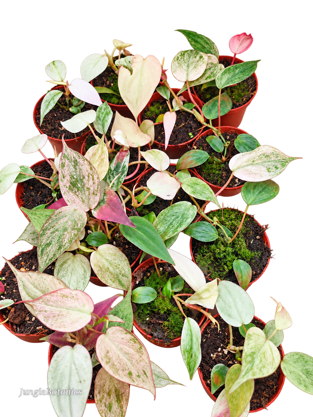 Philodendron Micans Marble Variegata plant