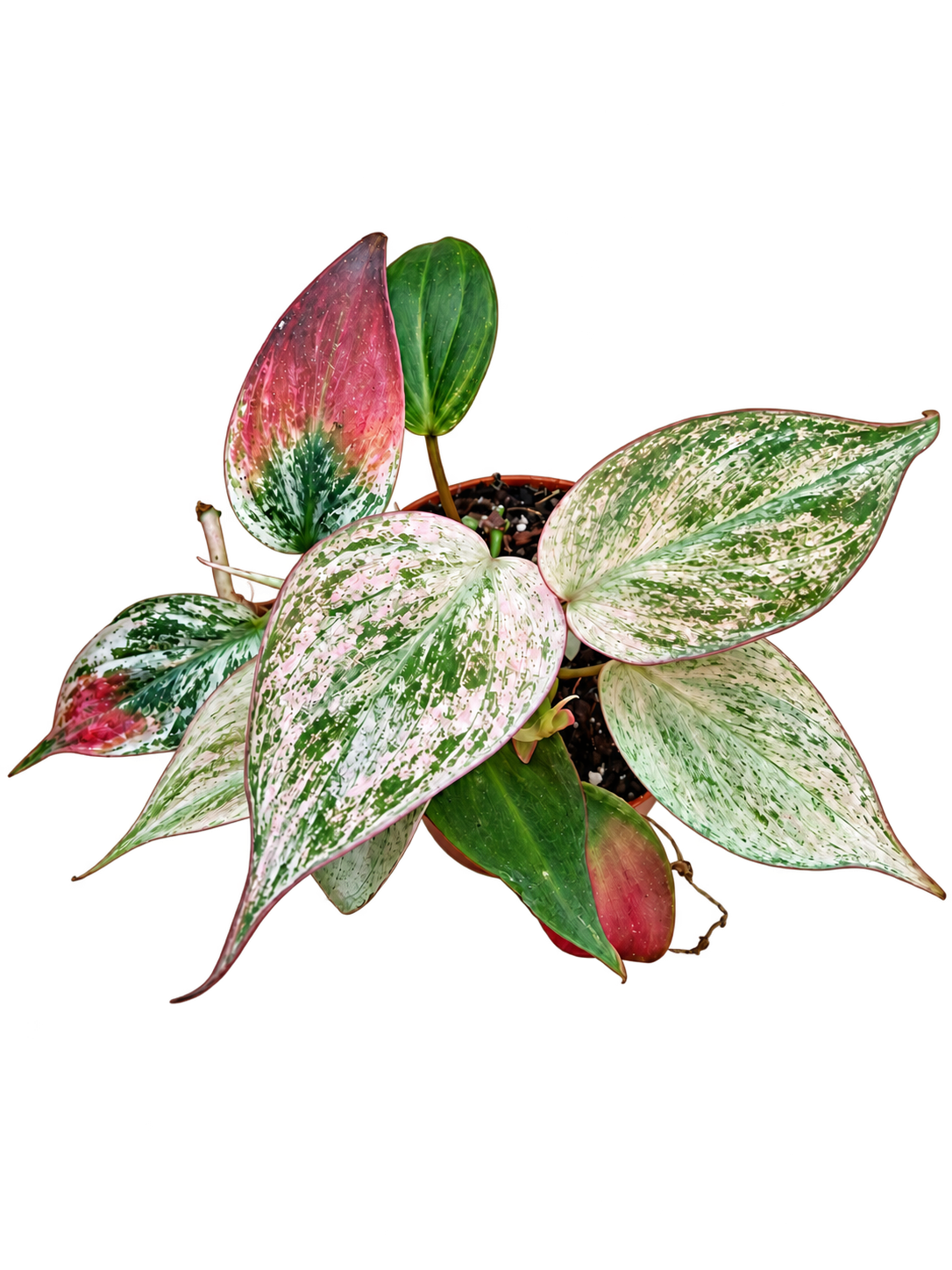Philodendron Micans Marble Variegata plant detail