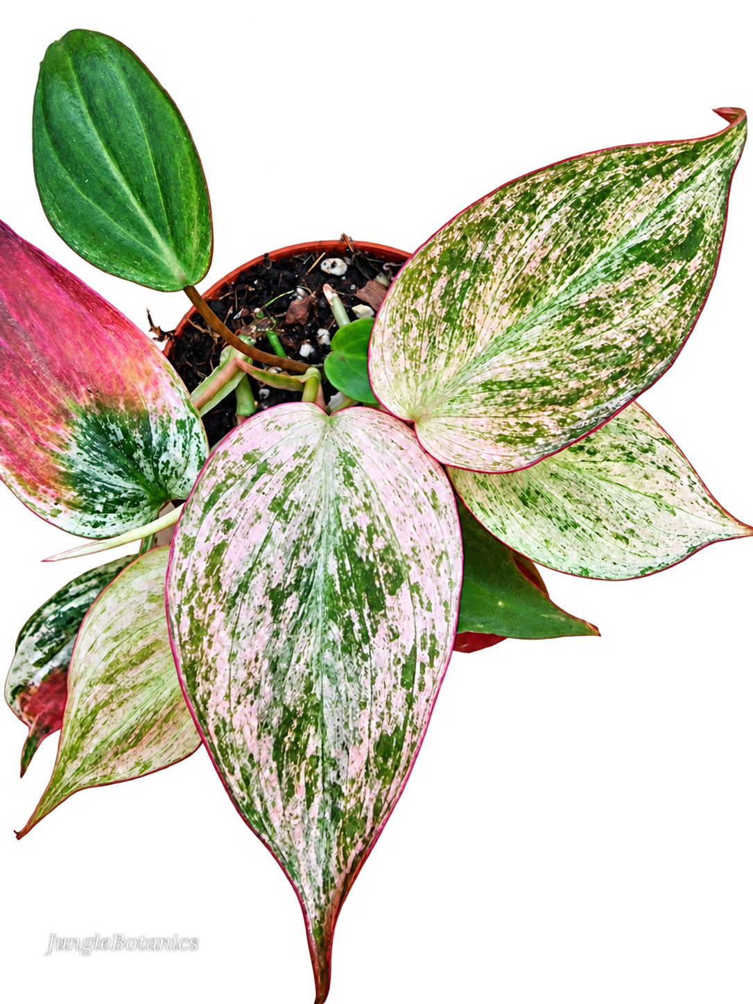 Philodendron Micans Marble Variegata additional view