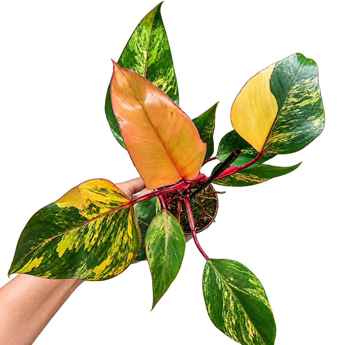 Philodendron Strawberry Shake variegated collector plant