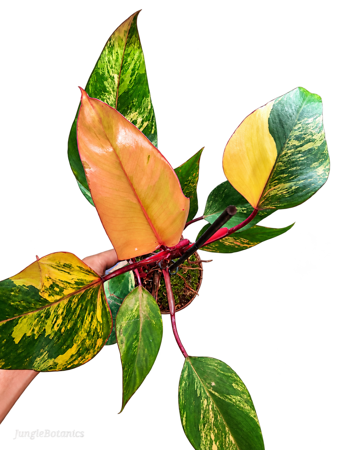 Philodendron Strawberry Shake variegated plant