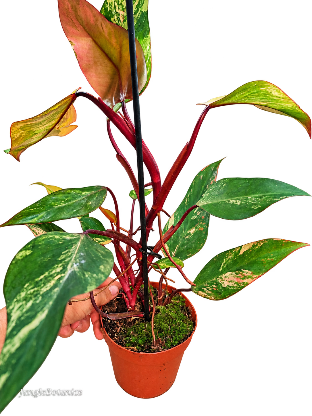 Philodendron Strawberry Shake foliage