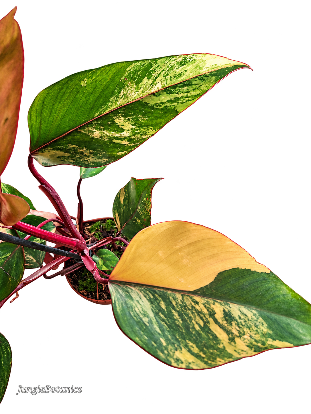 Philodendron Strawberry Shake plant detail
