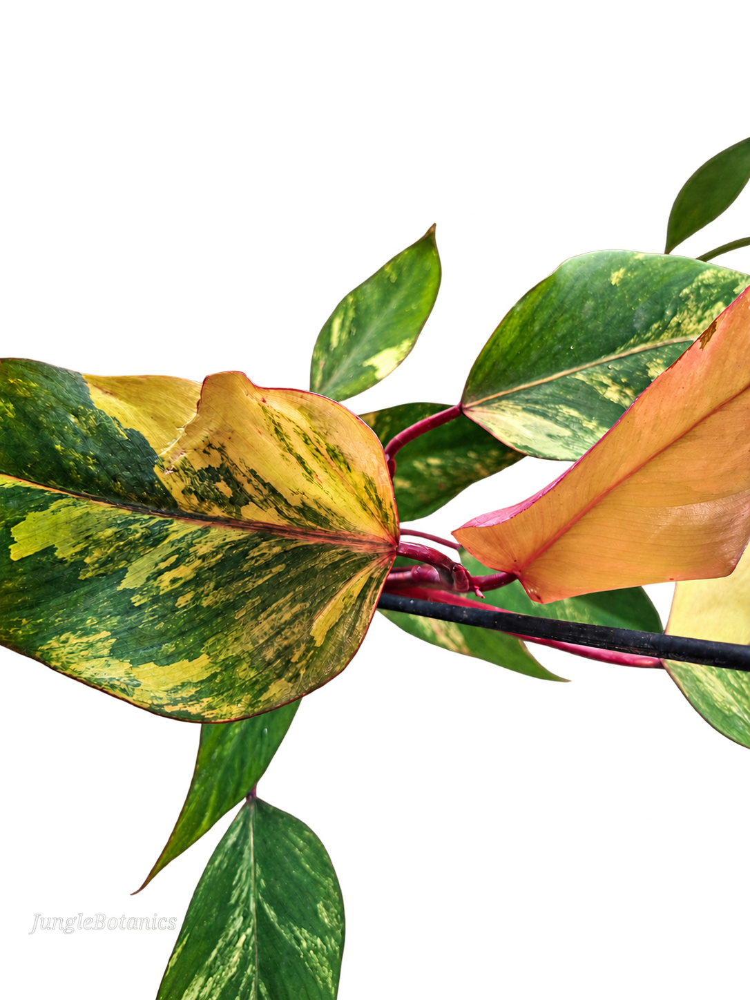 Philodendron Strawberry Shake additional view
