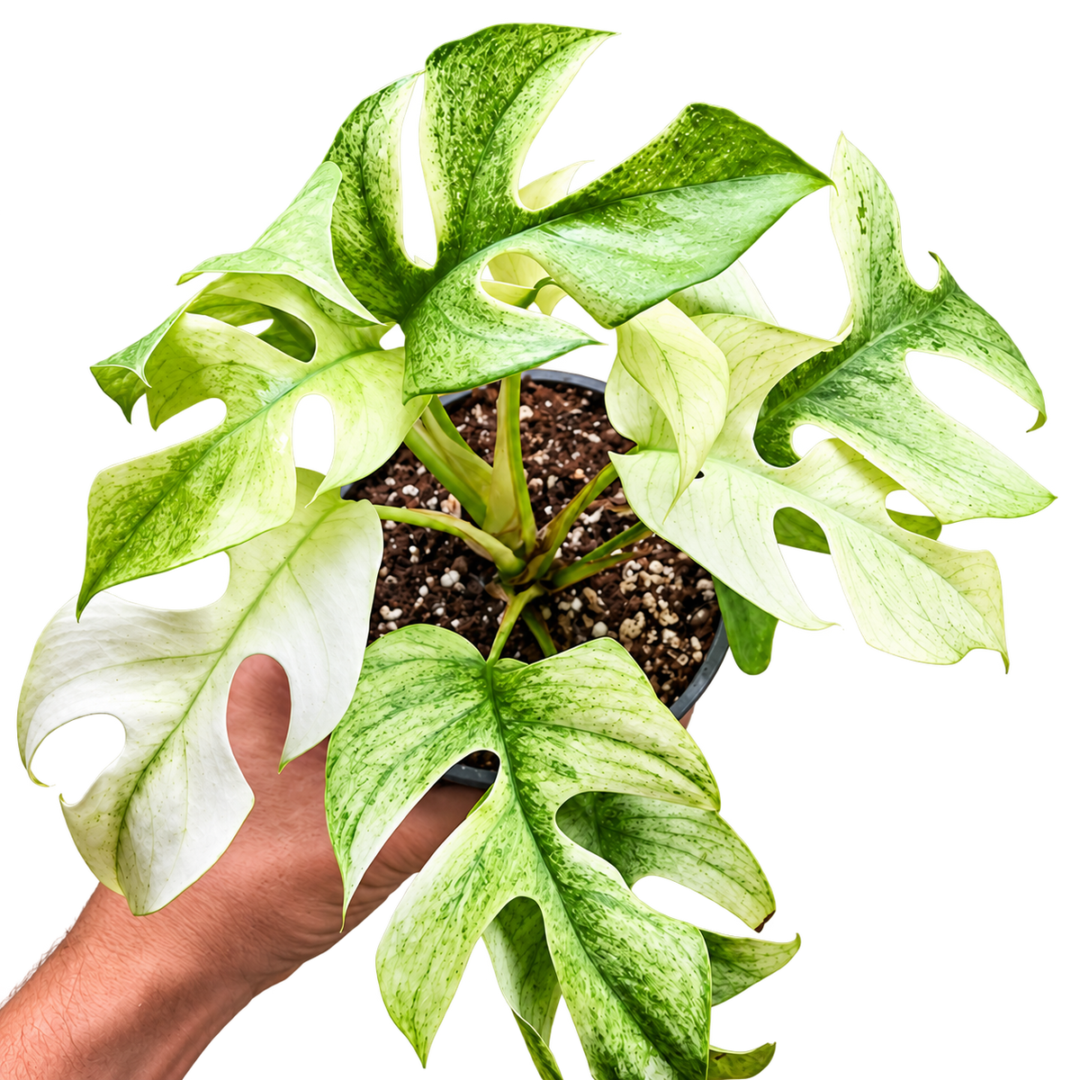 Raphidophora Tetrasperma White Monster variegated collector plant