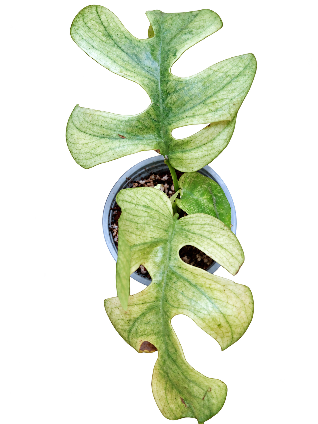 Raphidophora Tetrasperma White Monster plant