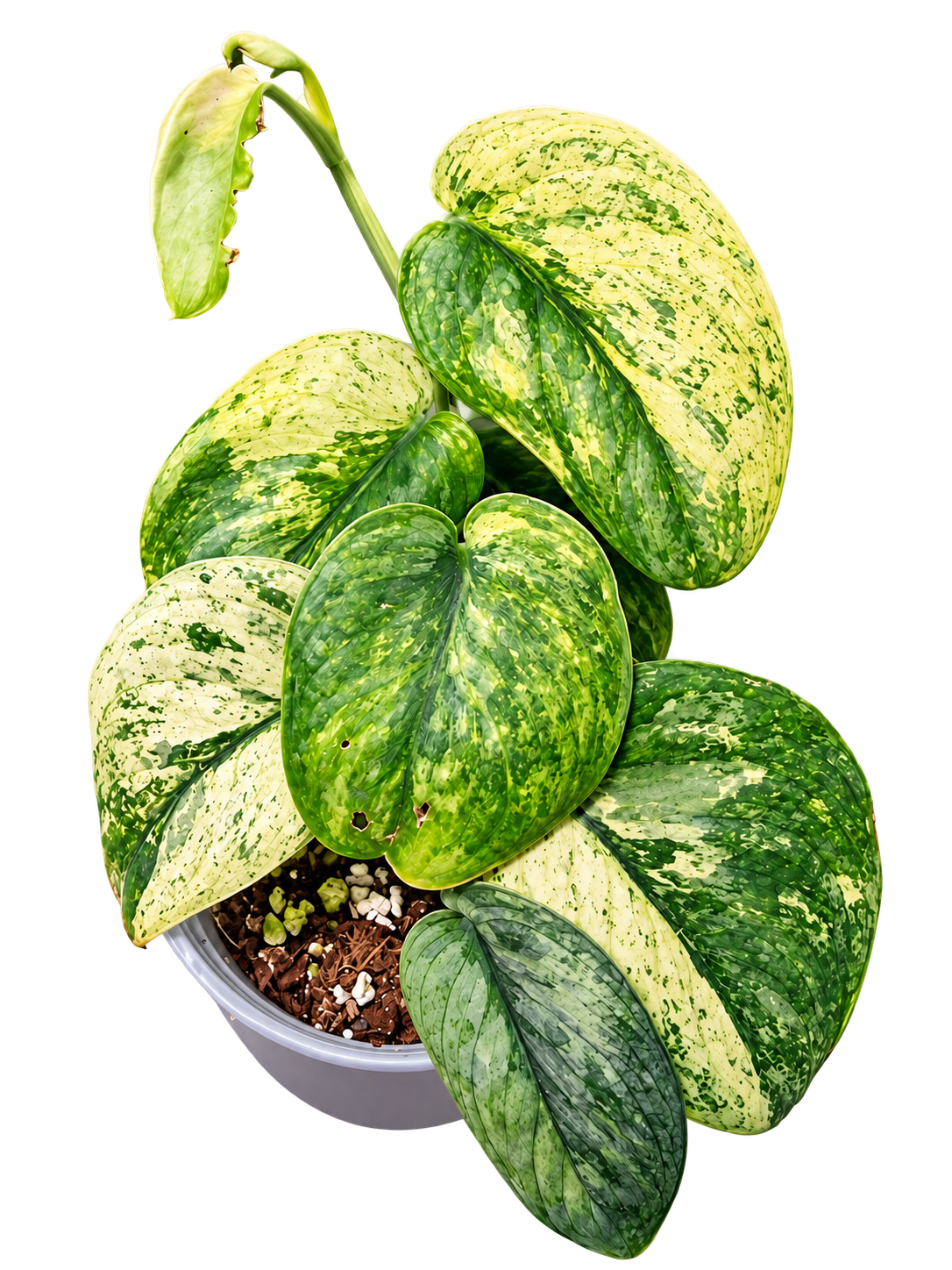 Scindapsus Crème Brûlée plant