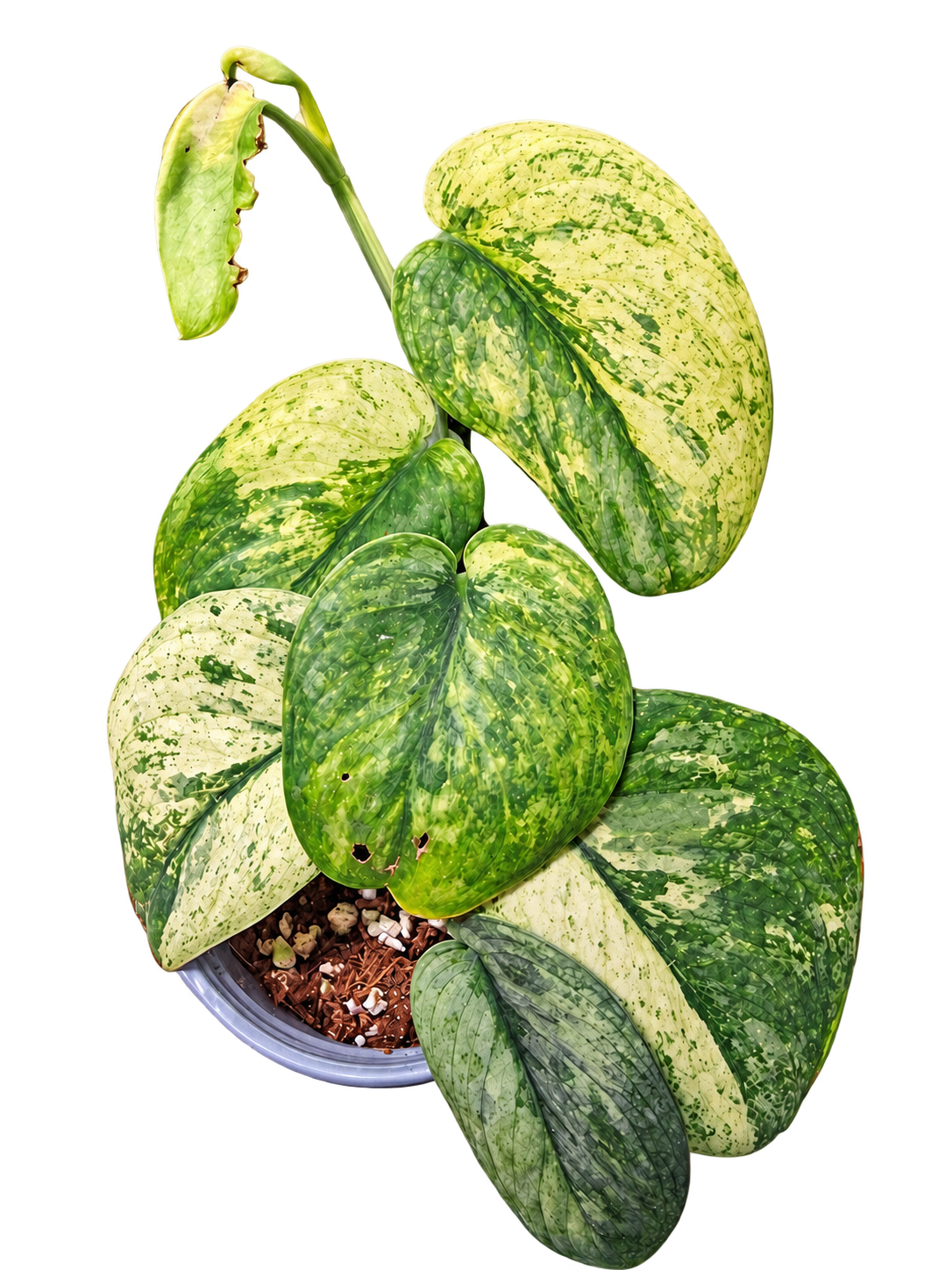 Scindapsus Crème Brûlée plant