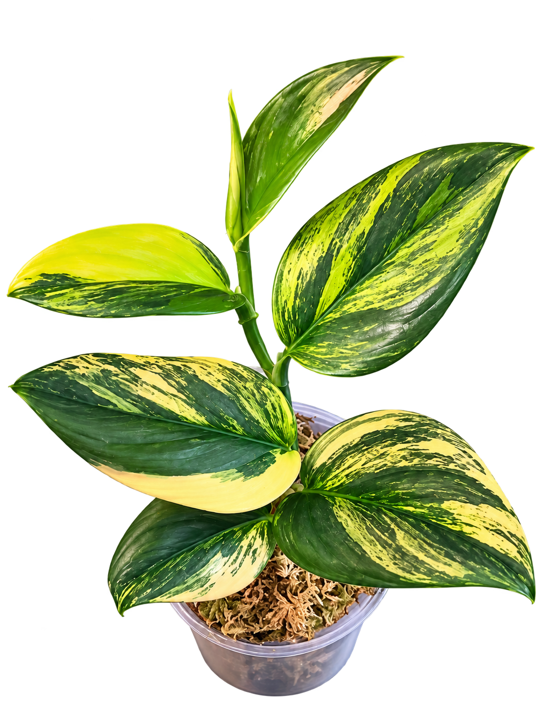 Scindapsus Rubicon plant