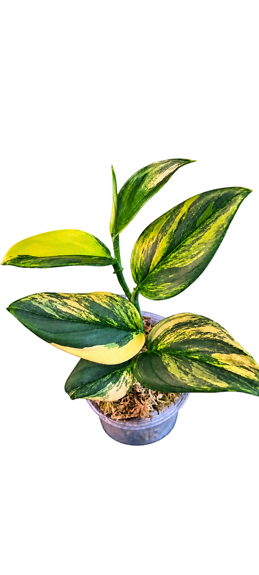 Scindapsus Rubicon plant