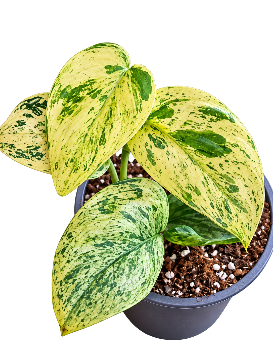 Scindapsus White Shadow Variegated plant
