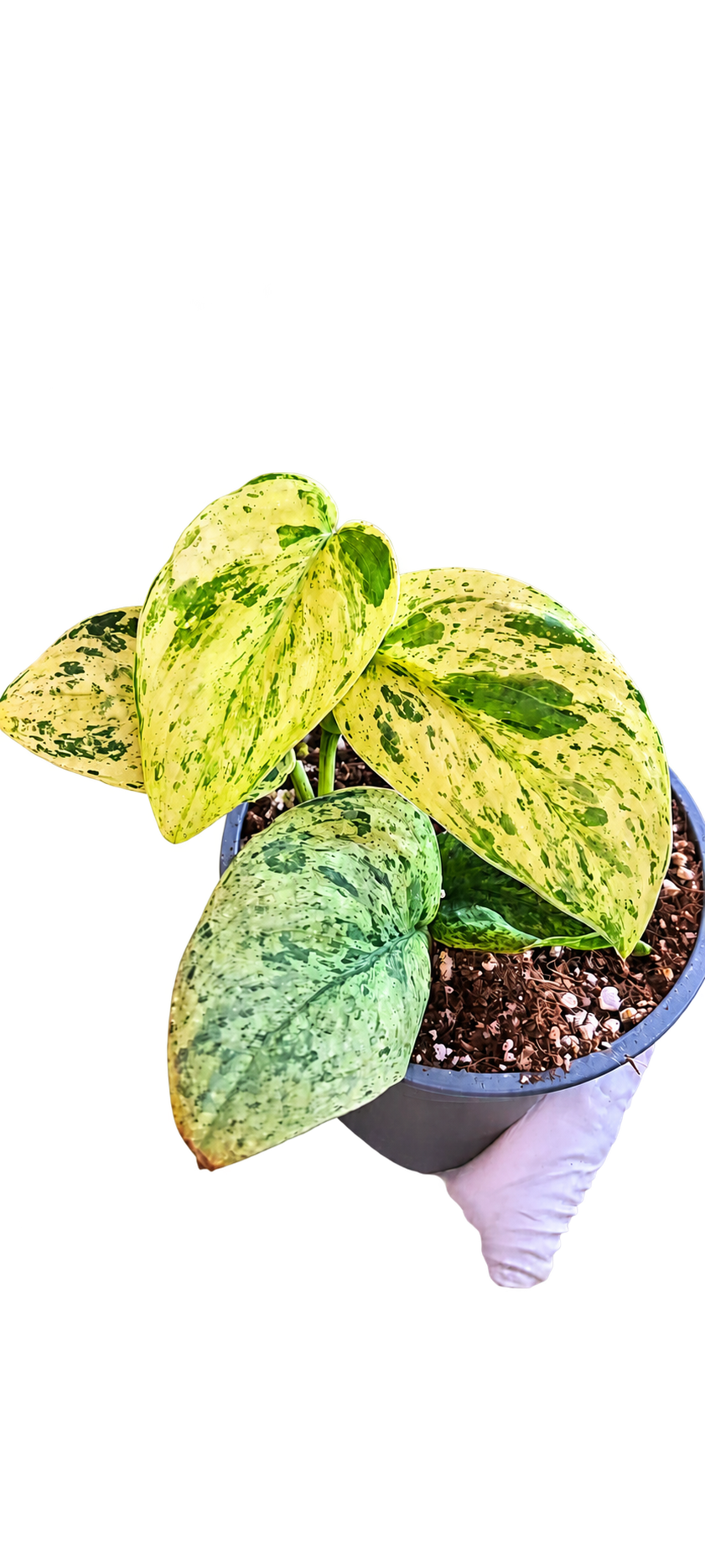 Scindapsus White Shadow Variegated plant