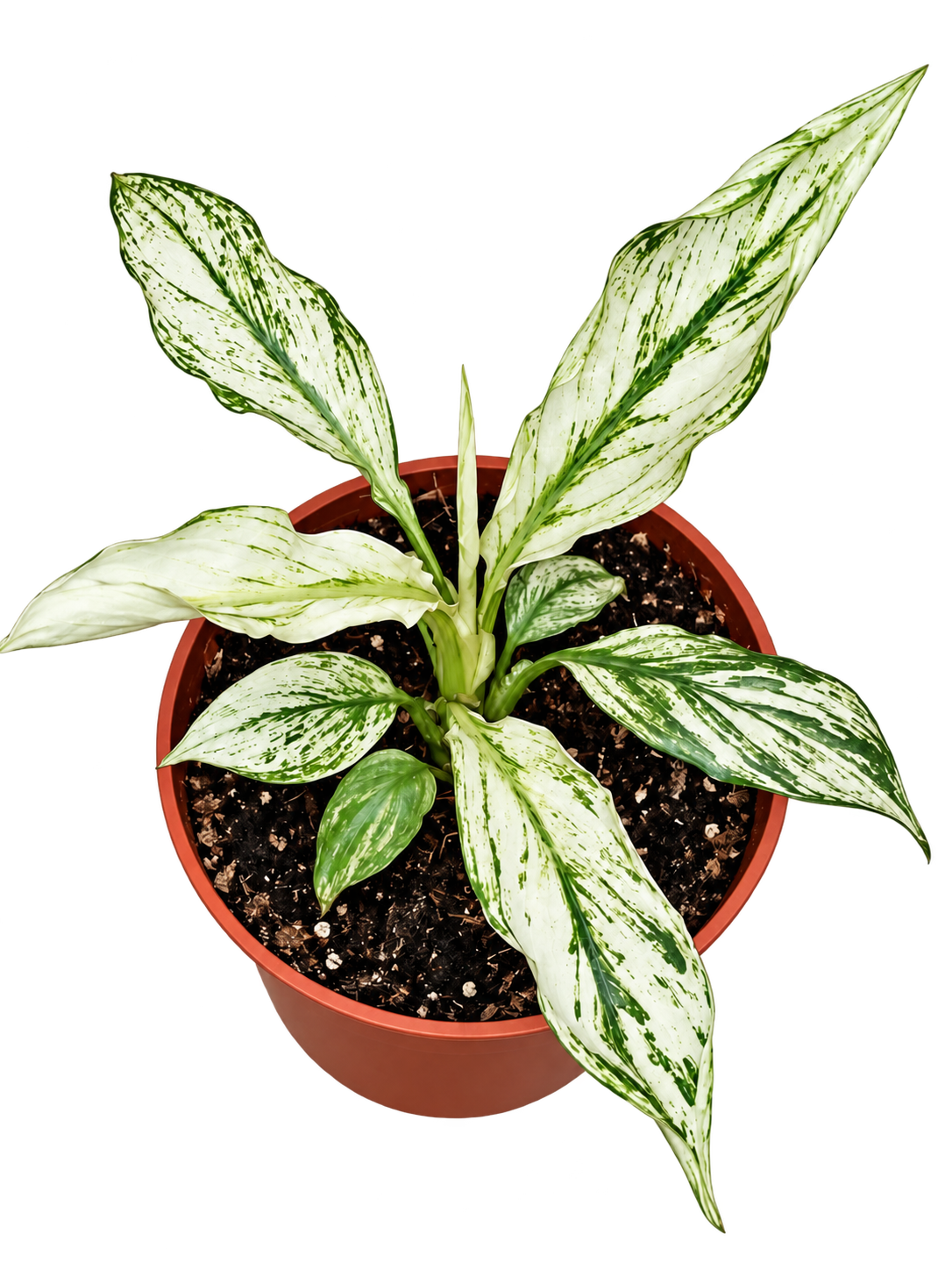 Spathiphyllum Sensation Variegated with green and white marbled foliage in an 11 cm pot