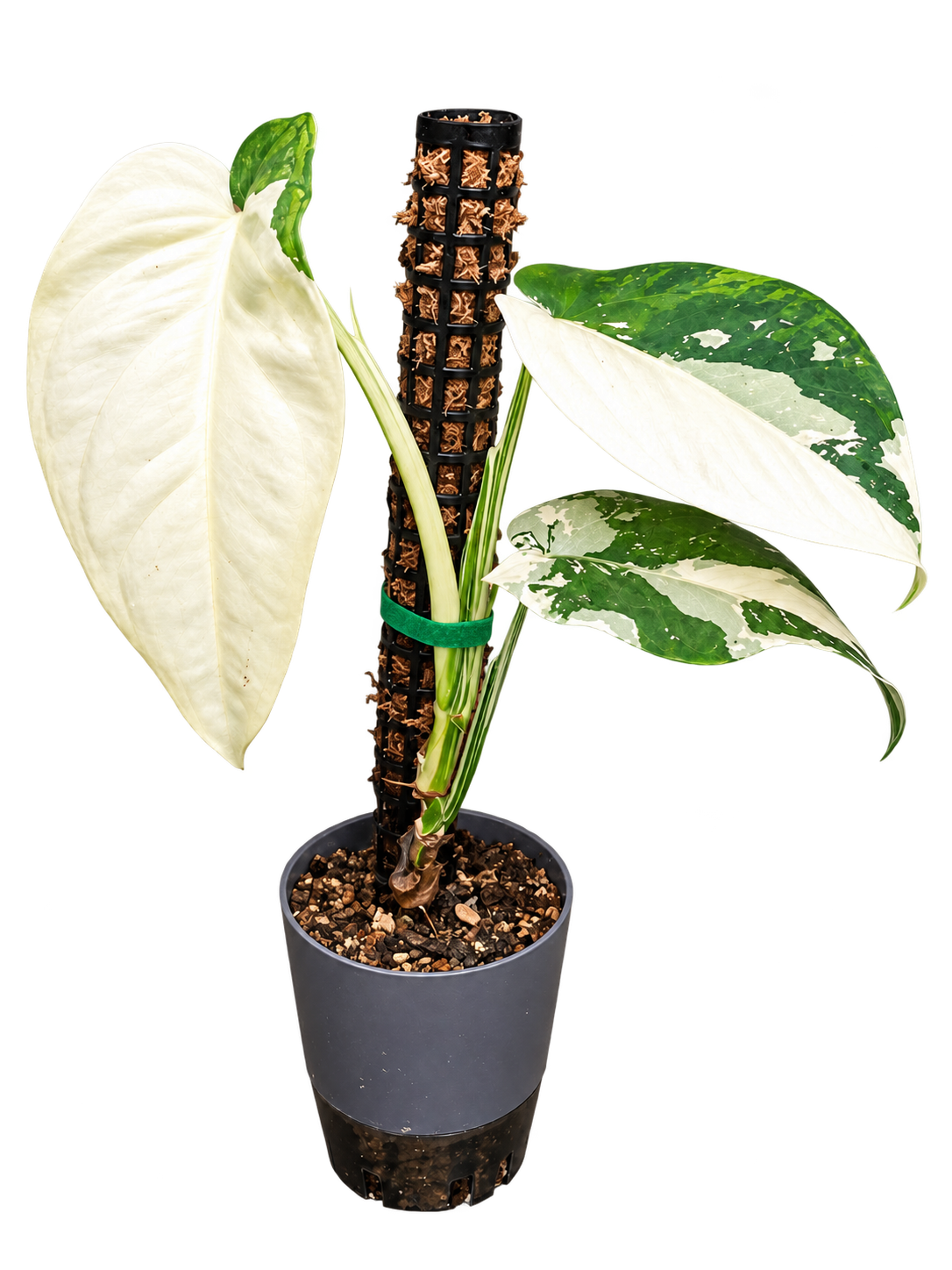 Established Syngonium chiapense variegated climbing a support in a 1 litre self-watering pot
