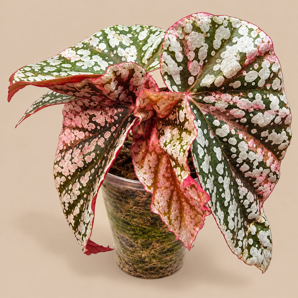 Begonia Snow Capped Pink Variegated in clear 6cm pot, silver-white spotted foliage with pink flushing