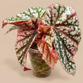 Begonia Snow Capped Pink Variegated in clear 6cm pot, silver-white spotted foliage with pink flushing