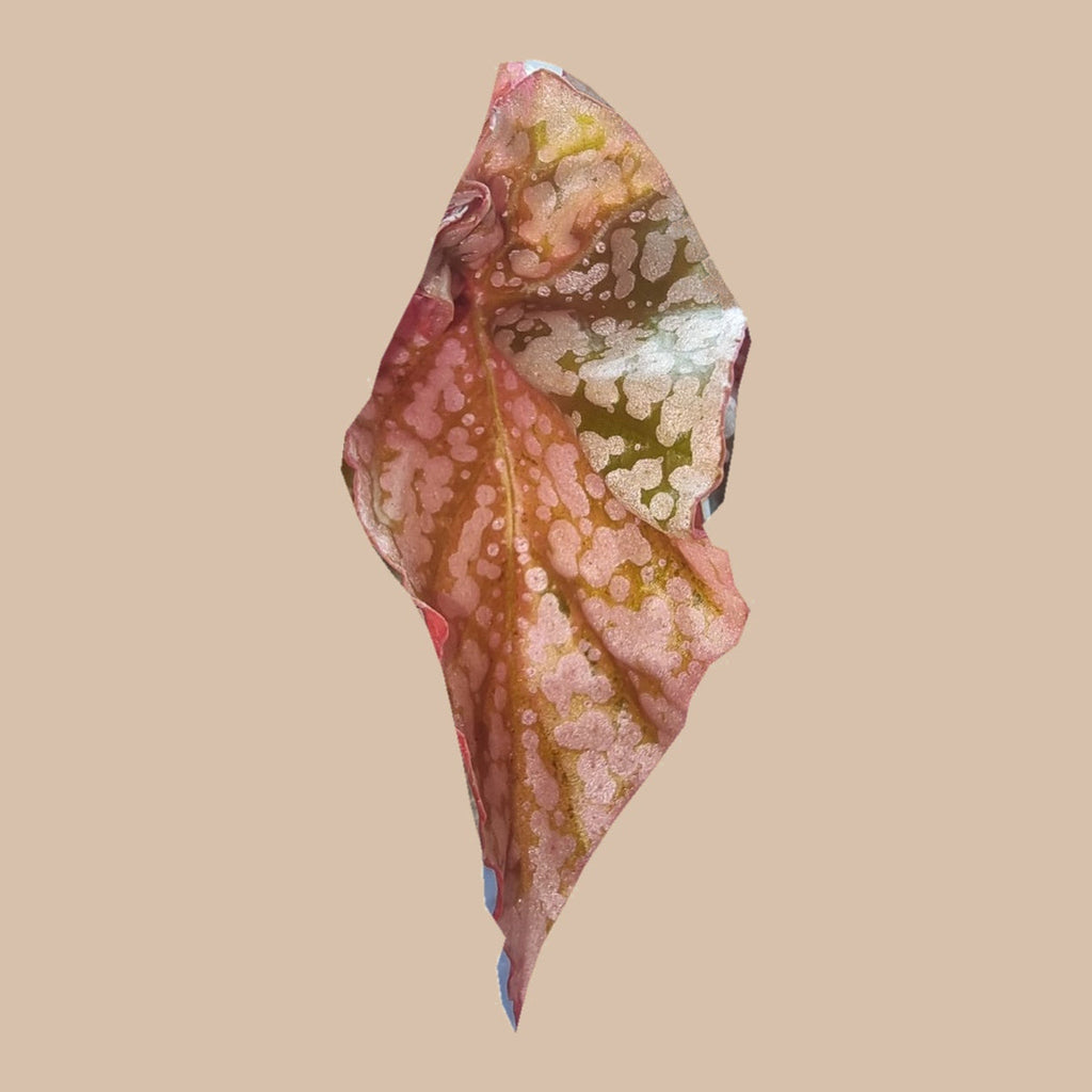 Begonia Snow Capped Pink Variegated detailed pink-spotted leaf