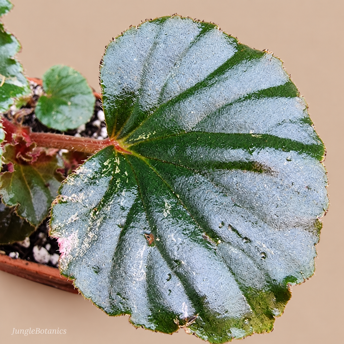 Begonia sp. Low pink variegation — mature leaf close-up