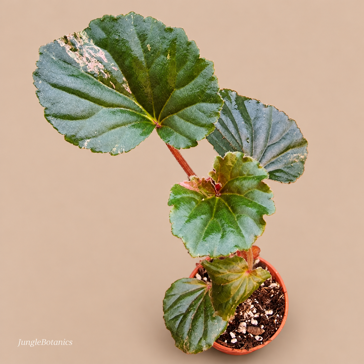 Begonia sp. Medium pink variegation — overhead foliage and nursery pot view