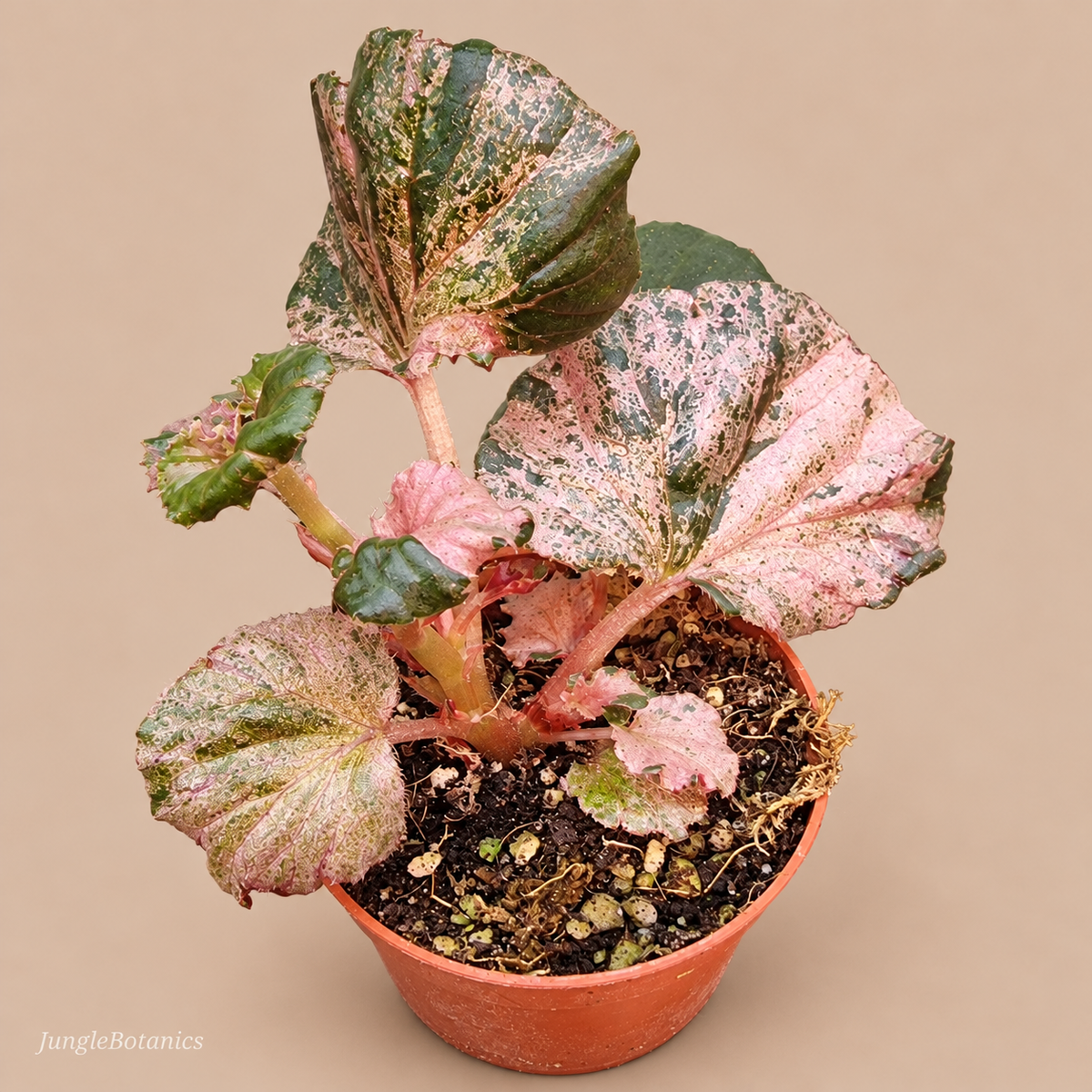 Begonia sp. High / Premium pink variegation — plant and nursery pot front view