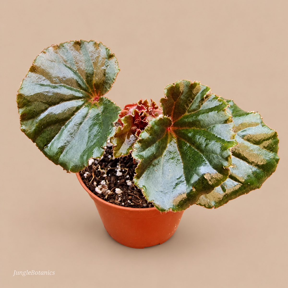 Begonia sp. Reverted — angled foliage and nursery pot view