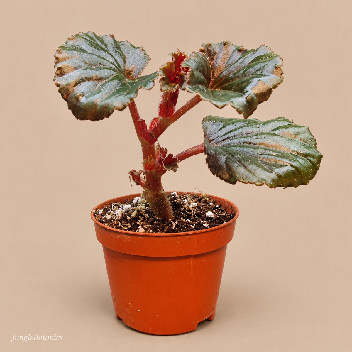 Begonia sp. Reverted — front view of the plant in its nursery pot