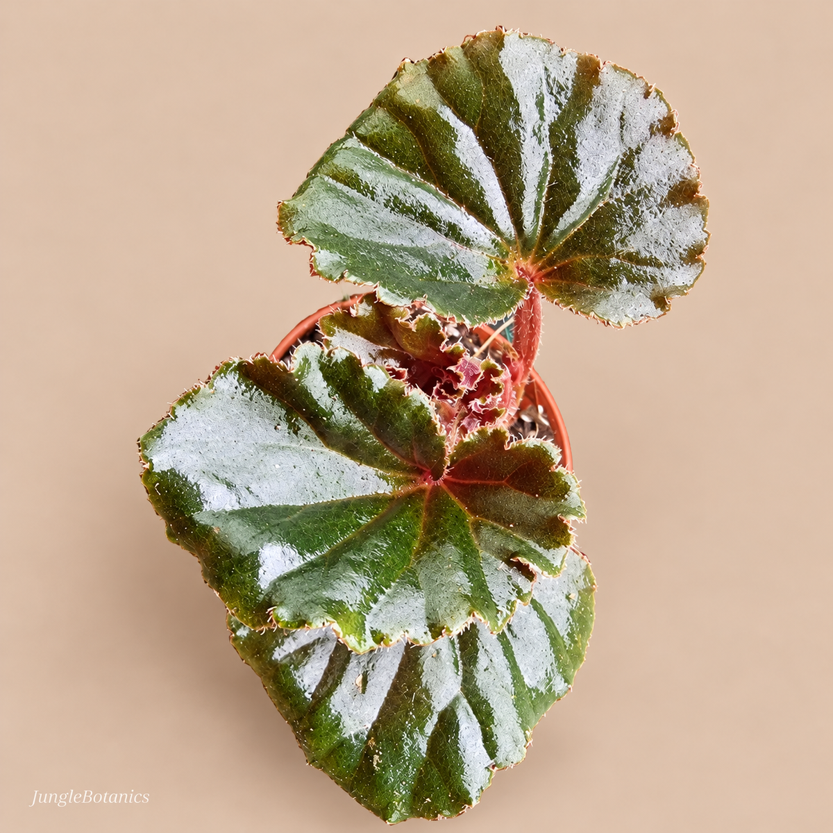 Begonia sp. Reverted — top view of silver-striped and green foliage