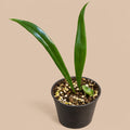 Microsorum thailandicum Blue Oil Fern 6cm pot, green strap fronds on beige