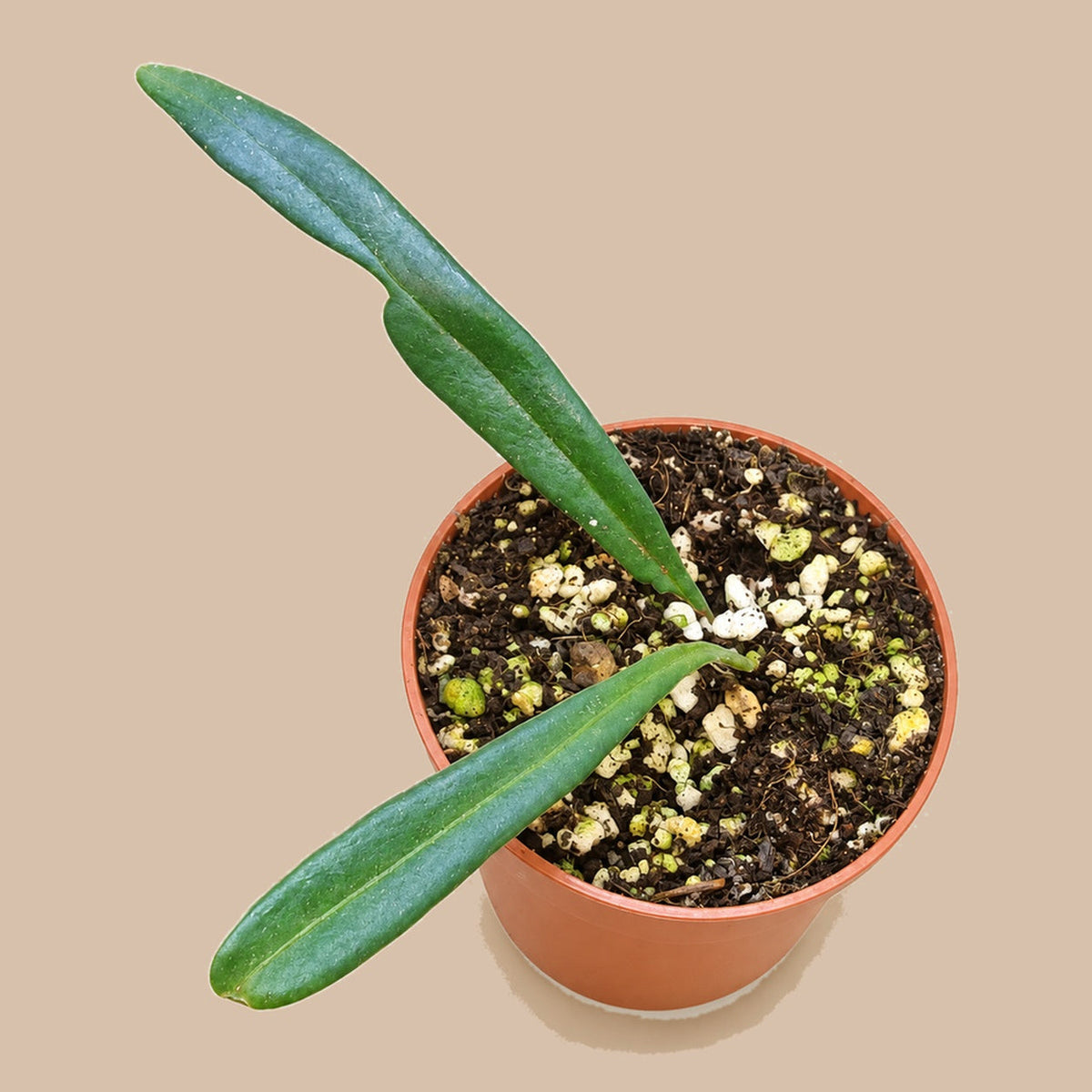 Microsorum thailandicum Blue Oil Fern, second view from above