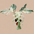 Supplier example of Monstera Devil Monster in a 17 cm nursery pot against a warm beige background