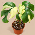 Rhaphidophora tetrasperma Variegated 6cm, cream-and-green split leaves on beige