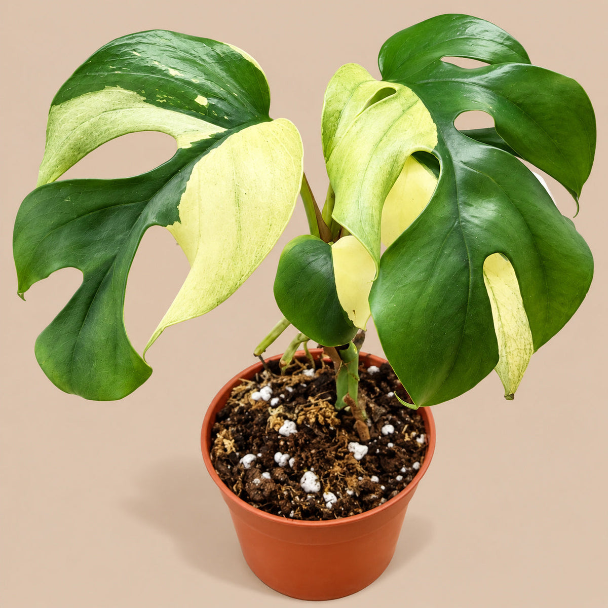 Rhaphidophora tetrasperma Variegated 6cm, cream-and-green split leaves on beige