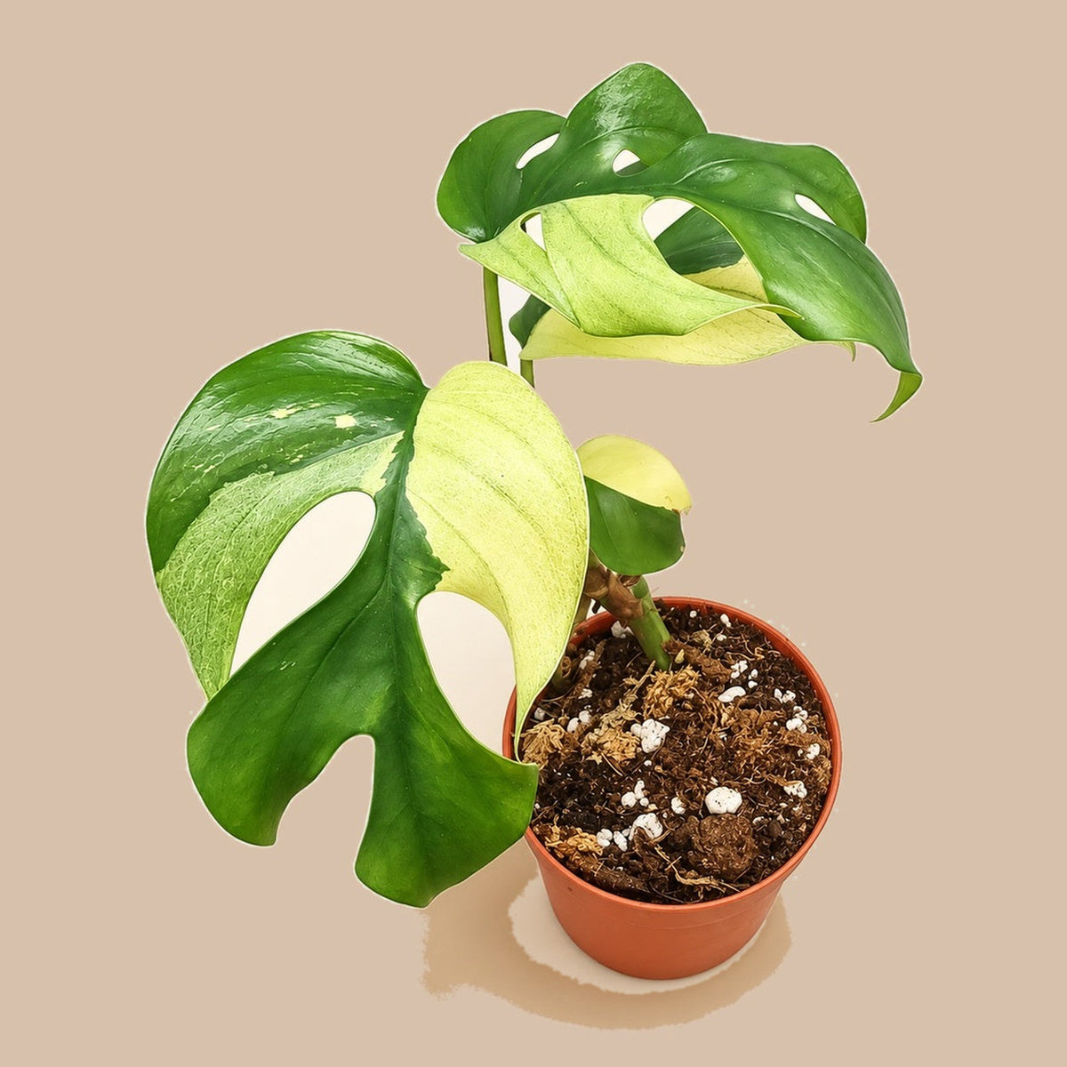 Rhaphidophora tetrasperma Variegated, overhead angle of green and cream foliage