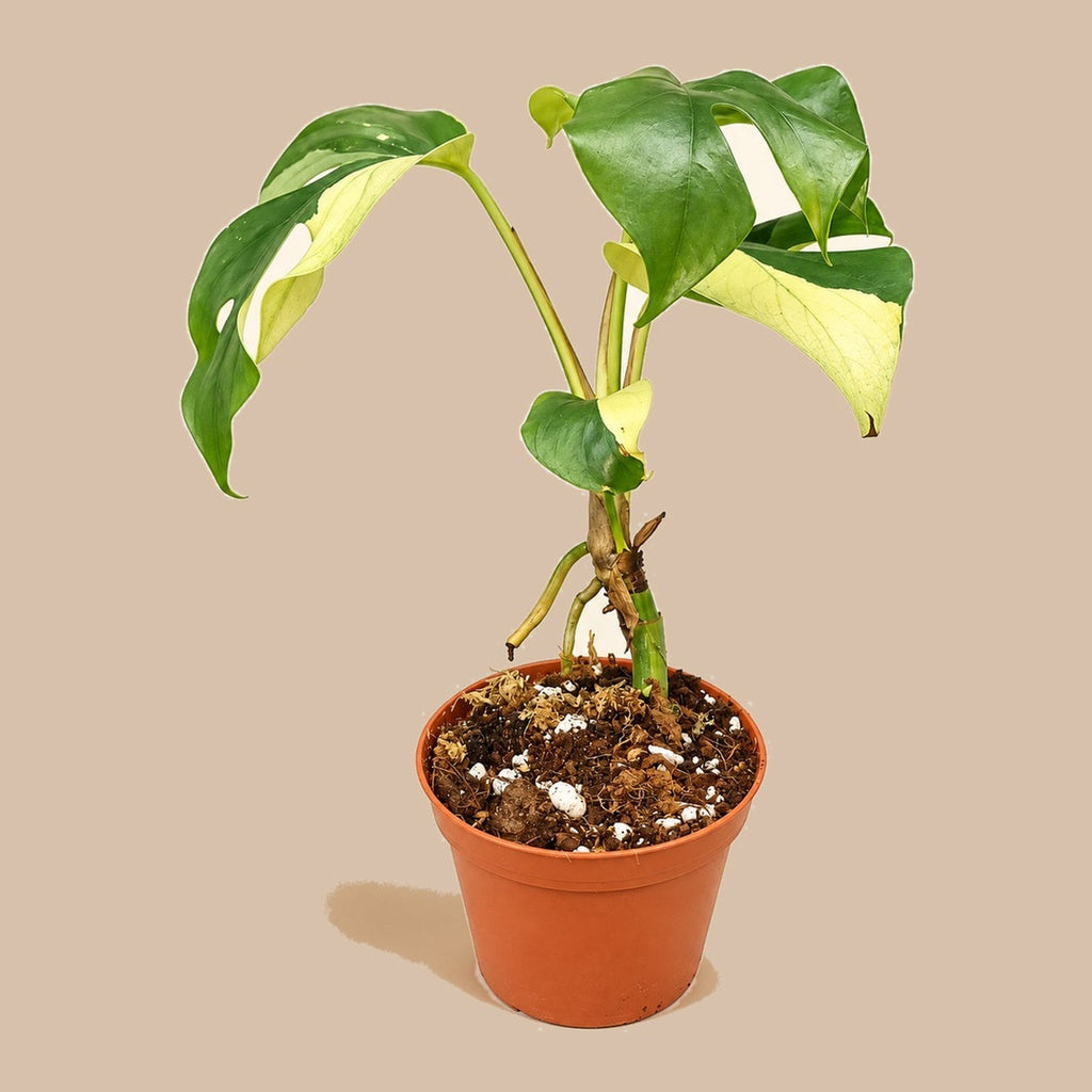 Rhaphidophora tetrasperma Variegated 6cm, stem and aerial root side view