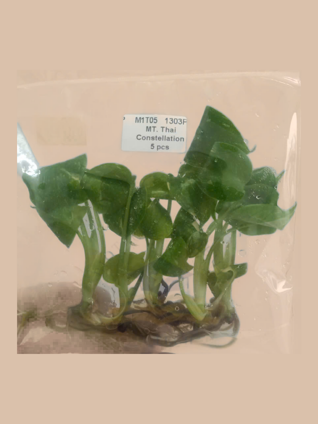 Monstera deliciosa ‘Thai Constellation’ cultivar reference, photo 3. Packaging and mature-plant images are illustrative; sold as 1 plant per bag.