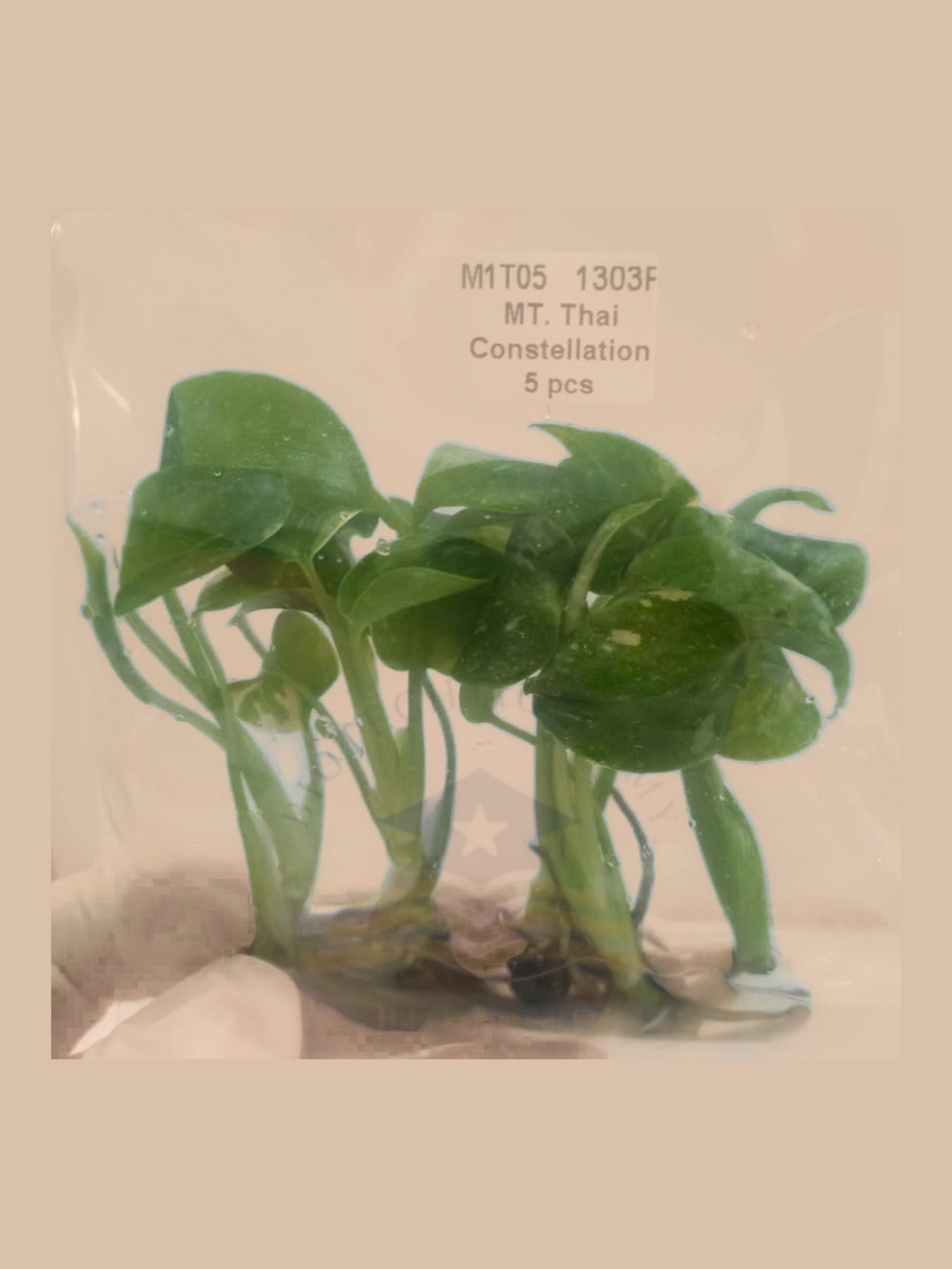 Monstera deliciosa ‘Thai Constellation’ cultivar reference, photo 4. Packaging and mature-plant images are illustrative; sold as 1 plant per bag.