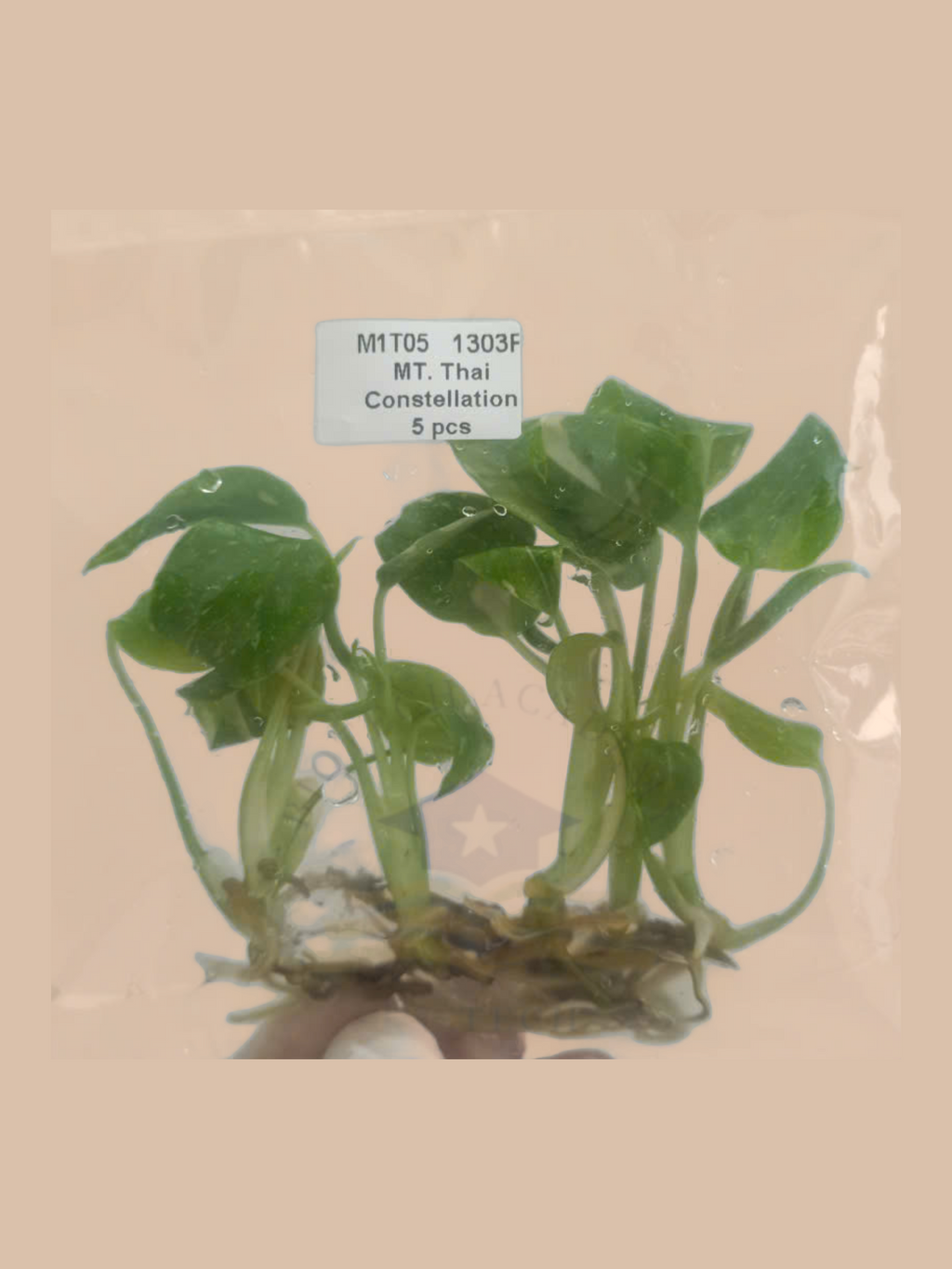Monstera deliciosa ‘Thai Constellation’ cultivar reference, photo 5. Packaging and mature-plant images are illustrative; sold as 1 plant per bag.