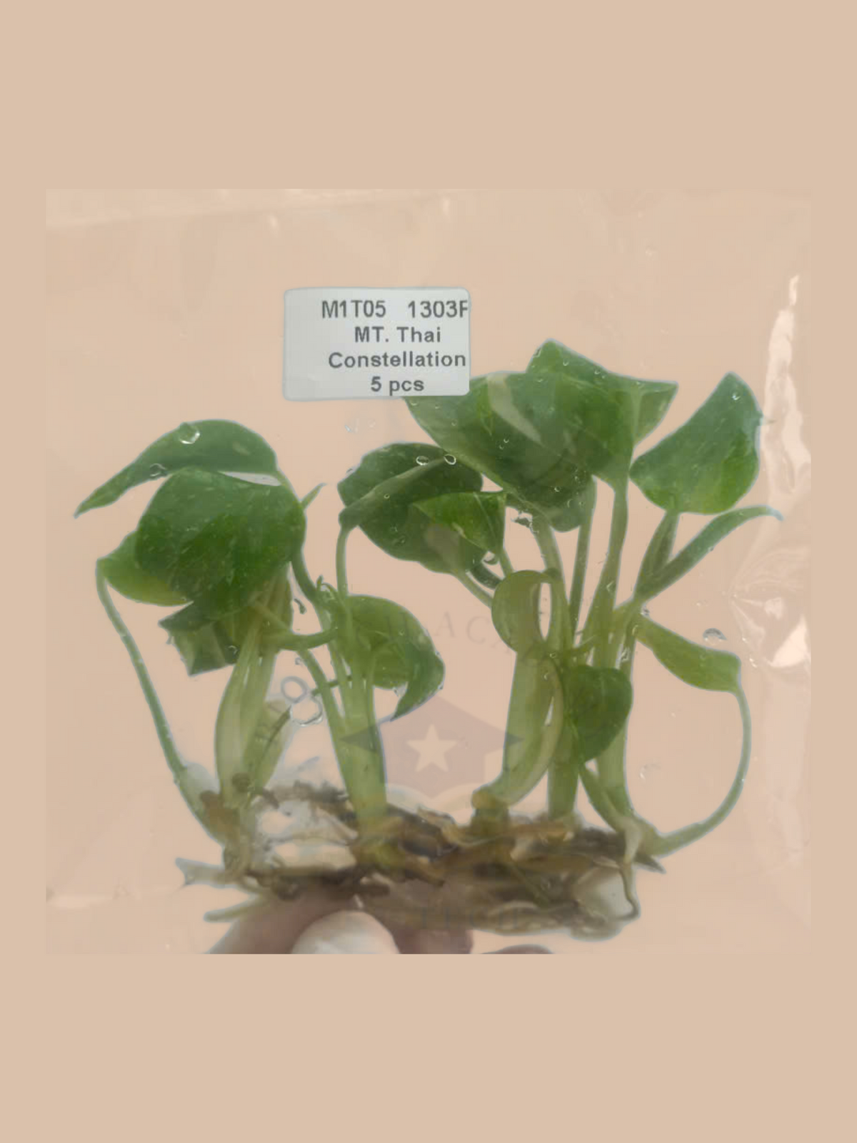 Monstera deliciosa ‘Thai Constellation’ cultivar reference, photo 5. Packaging and mature-plant images are illustrative; sold as 1 plant per bag.
