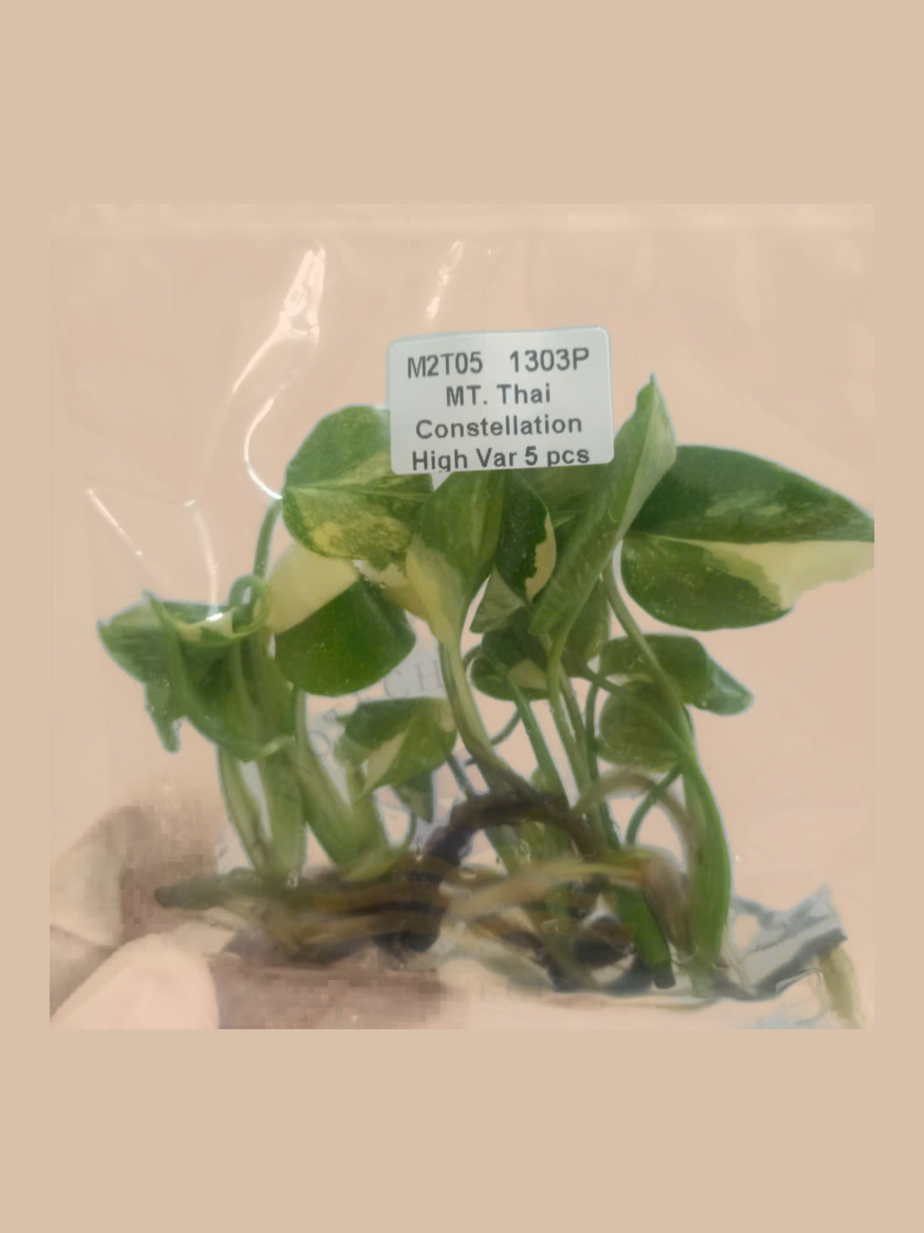 Monstera deliciosa ‘Thai Constellation’ High Variegation cultivar reference, photo 2. Packaging and mature-plant images are illustrative; sold as 1 plant per bag.