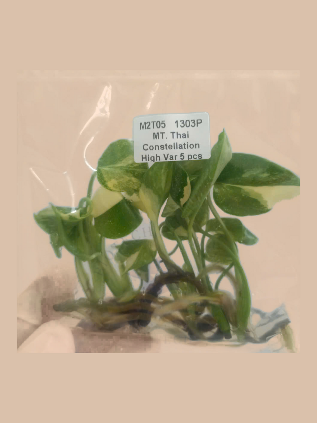 Monstera deliciosa ‘Thai Constellation’ High Variegation cultivar reference, photo 2. Packaging and mature-plant images are illustrative; sold as 1 plant per bag.