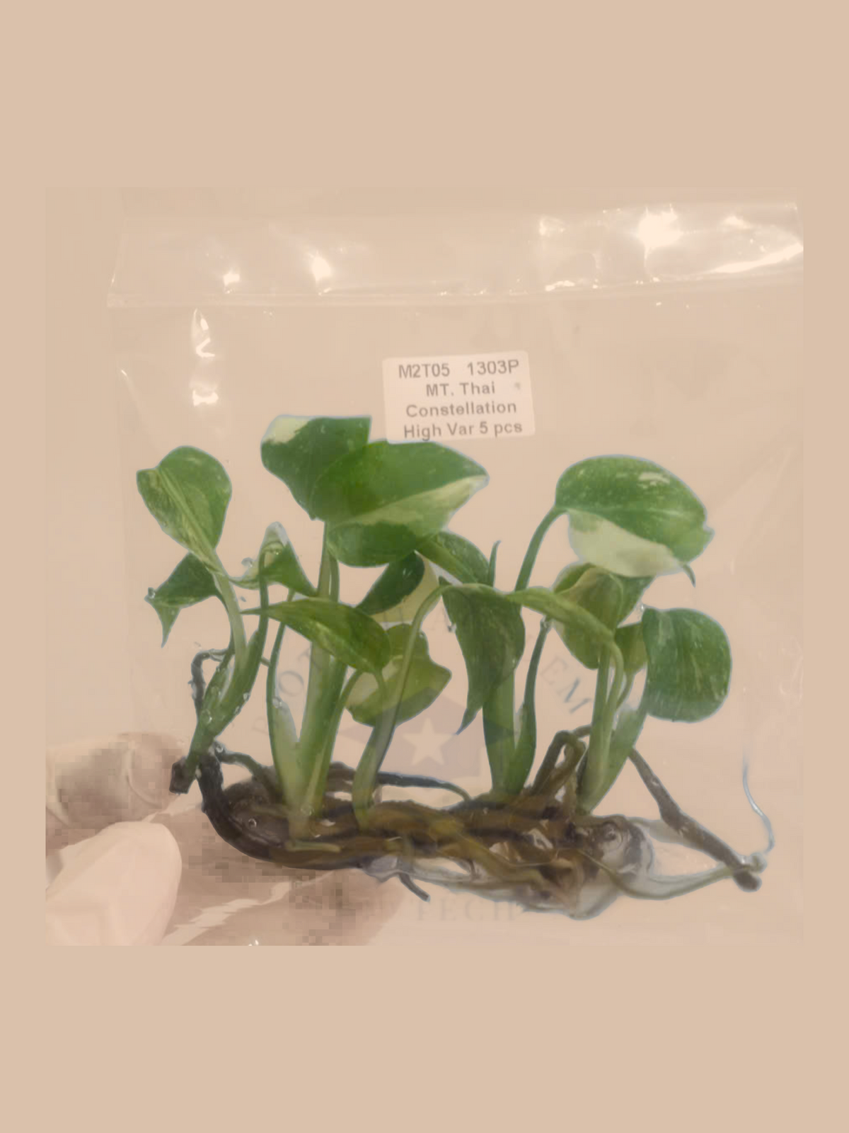 Monstera deliciosa ‘Thai Constellation’ High Variegation cultivar reference, photo 3. Packaging and mature-plant images are illustrative; sold as 1 plant per bag.